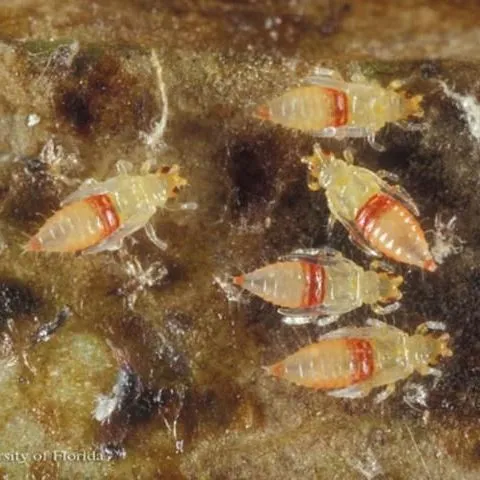 thumbnail for publication: Redbanded Thrips, Selenothrips rubrocinctus (Giard) (Insects: Thysanoptera: Thripidae)